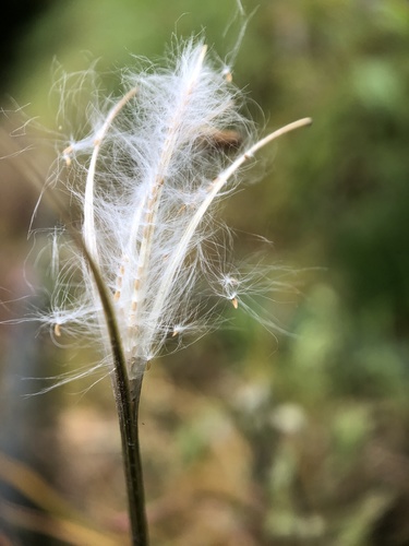 Epilobium amurense iNat (1)