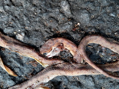 Boiga