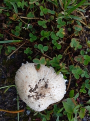 Agaricus campestris