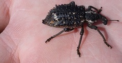 Bronchus