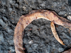 Boiga