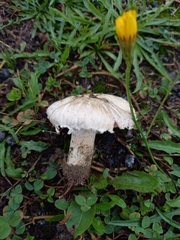 Agaricus campestris