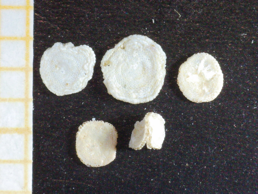 Spirillinidae