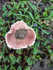 Agaricus campestris