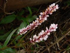 Persicaria madagascariensis