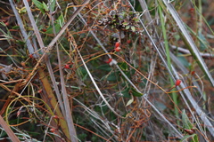 Cassytha glabella dispar