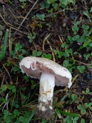 Agaricus campestris