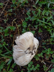 Agaricus campestris