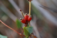 Cassytha glabella dispar
