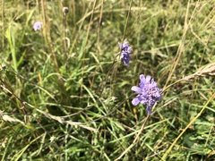 Scabiosa canescens