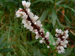 Persicaria madagascariensis