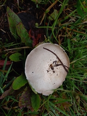 Agaricus campestris