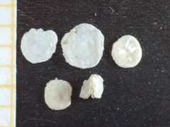 Sorites