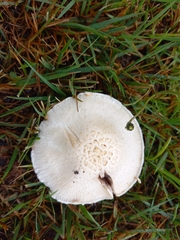 Agaricus campestris