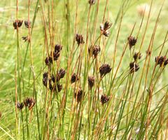 Juncus jacquinii