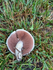 Agaricus campestris