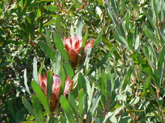 Protea susannae