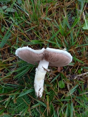 Agaricus campestris