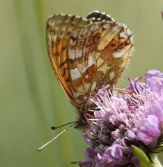 Boloria napaea