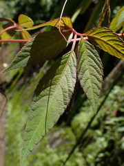 Pseudocayratia pengiana