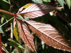 Pseudocayratia pengiana