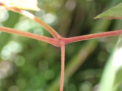 Pseudocayratia pengiana