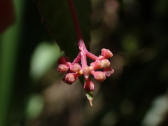 Pseudocayratia pengiana