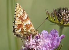 Boloria napaea
