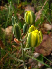 Albuca aurea