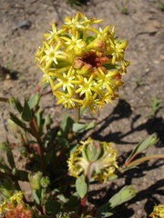 Lasiosiphon kraussianus kraussianus