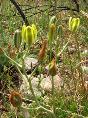 Albuca aurea