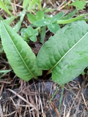 Bistorta officinalis