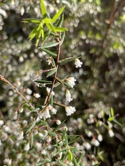 Styphelia setigera