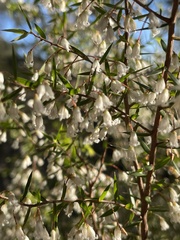 Styphelia setigera