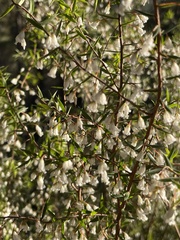 Styphelia setigera