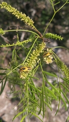 Chauliognathus scutellaris