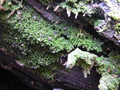 Cephaloziella