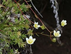 Saxifraga aspera