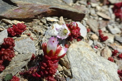 Sedum candolleanum
