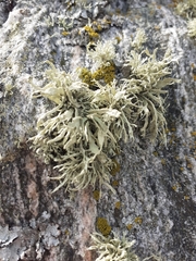 Ramalina siliquosa