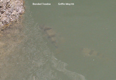 Marilyna pleurosticta