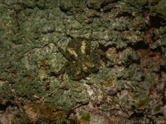 Stephanopis carcinoides