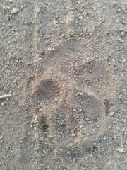 Hyaena hyaena