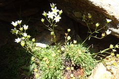 Saxifraga pentadactylis