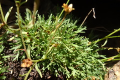 Saxifraga pentadactylis