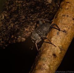 Onidistus araneus
