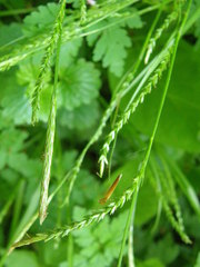 Carex strigosa