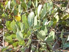 Searsia magalismontana magalismontana