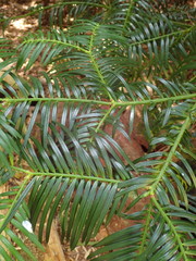 Cephalotaxus