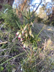 Conostephium pendulum